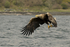 White-tailed Eagle