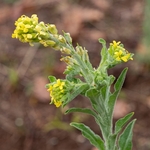 Fibigia (Fibigia clypeata)