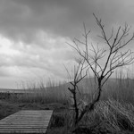 Looking towards criffel
