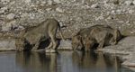 Lions Four at waterhole