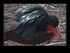 Frigatebird - plumage