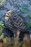 Burrowing Owl