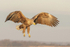 White-tailed Eagle