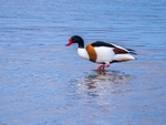 Shelduck