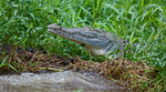 American Crocodile, Costa Rica