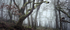 The Woods