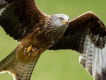 Red Kite
