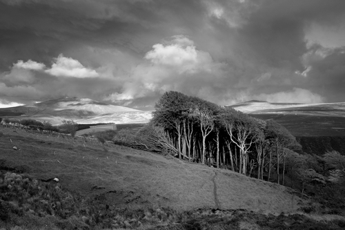 Montpellier Wood against this evening's stormy clouds as the splashes of evening sunlight catch the hills and the tre…