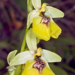 Ophrys lacaitae (Lacaita's Ophrys)