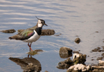 Lapwing