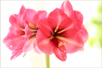 Hippeastrum 'Hercules'