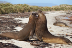 Elephant Seals Fighting