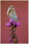 Silver Studded Blue on Bell Heather