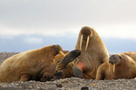 IMG_1888 Svalbard