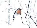 Robin in Snow 2