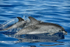 A young spotted dolphin
