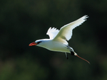 Red-tailed Tropicbird back-lit, Kilauea Point, Kauai