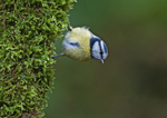 Blue Tit - Cyanistes caeruleus
