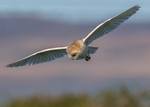 Barn Owl