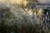 Grass 2