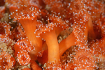 Corynactis viridis