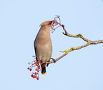 Waxwing - Bombycilla garrulus