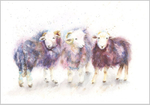 Herdwick Trio Fine Art Print 561
