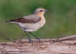 Wheatear 2