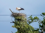 White Stork