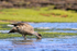 Crested Duck drinking, Carcass Island, Falklands