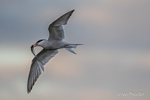 Common Tern in Flight With Supper