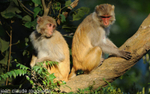 Macaco's couple.