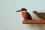 Ringed Kingfisher (male), early morning, Porto Jofre, Brazil