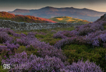 Ling Heather and Cadair Idris
