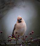WAXWING HALKYN 2