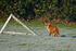 Red Fox