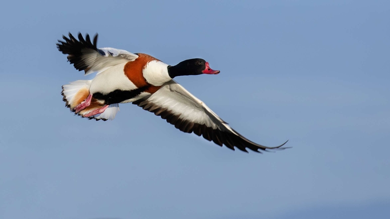 Shelduck - Kildonan - Isle of Arran - Scotland