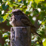Nightjar (male) on a fence post