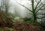 A Winter Walk