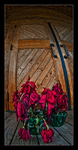 Wilted