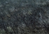 Newly Burnt Heather I