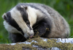 BADGER 5