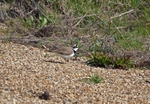 Little Ringed Plover