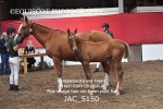 JAC_5150
