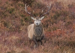 Red Deer
