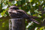 Nightjar portfolio