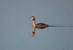 Great Crested Grebe
