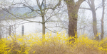 SPRING - PORT RYERSE