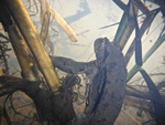 Common toad_656