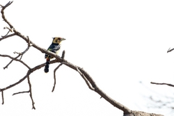 Bird Crested Barbet